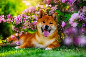 Shiba Inu Colors: Rarest to Most Common Picture