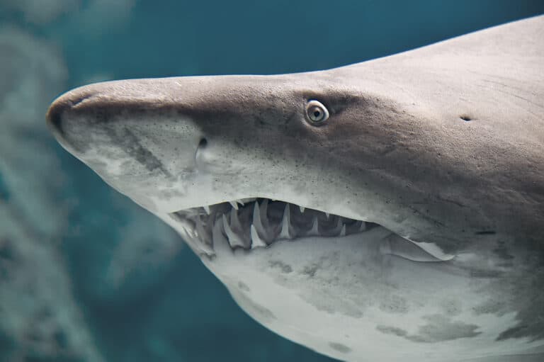 bull shark