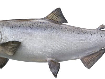 A Oncorhynchus tshawytscha