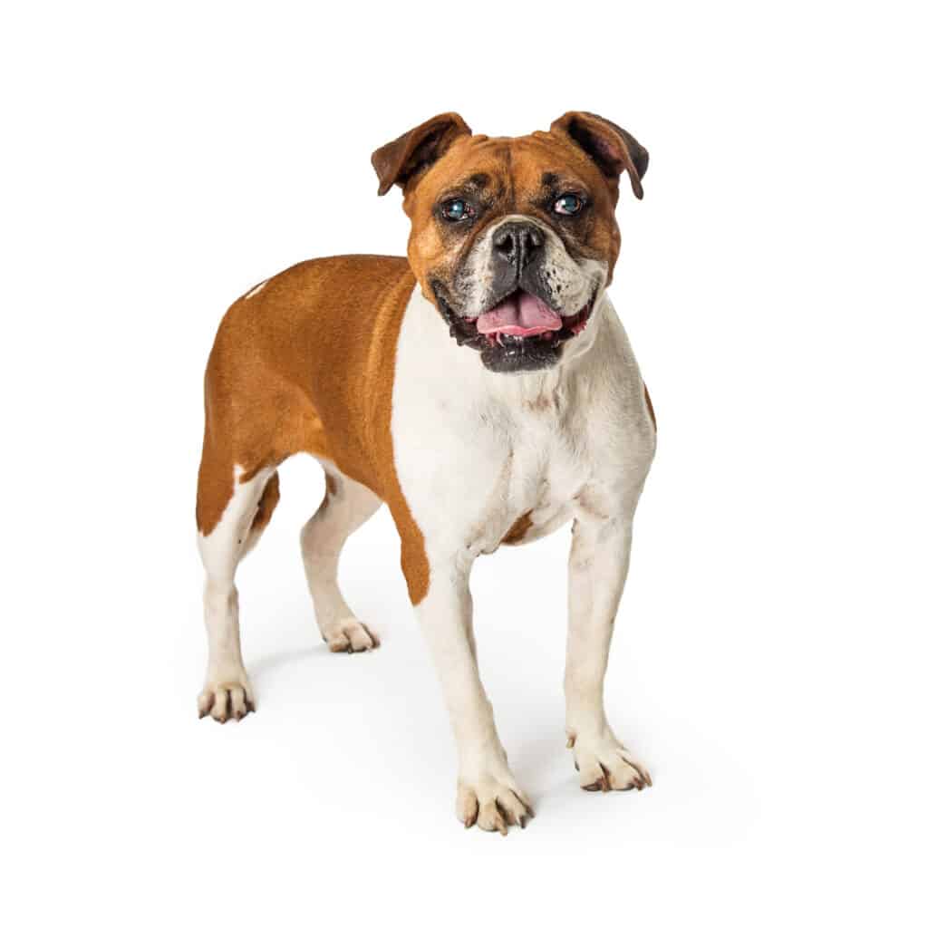 Boxer-bulldog mix (Valley bulldog)