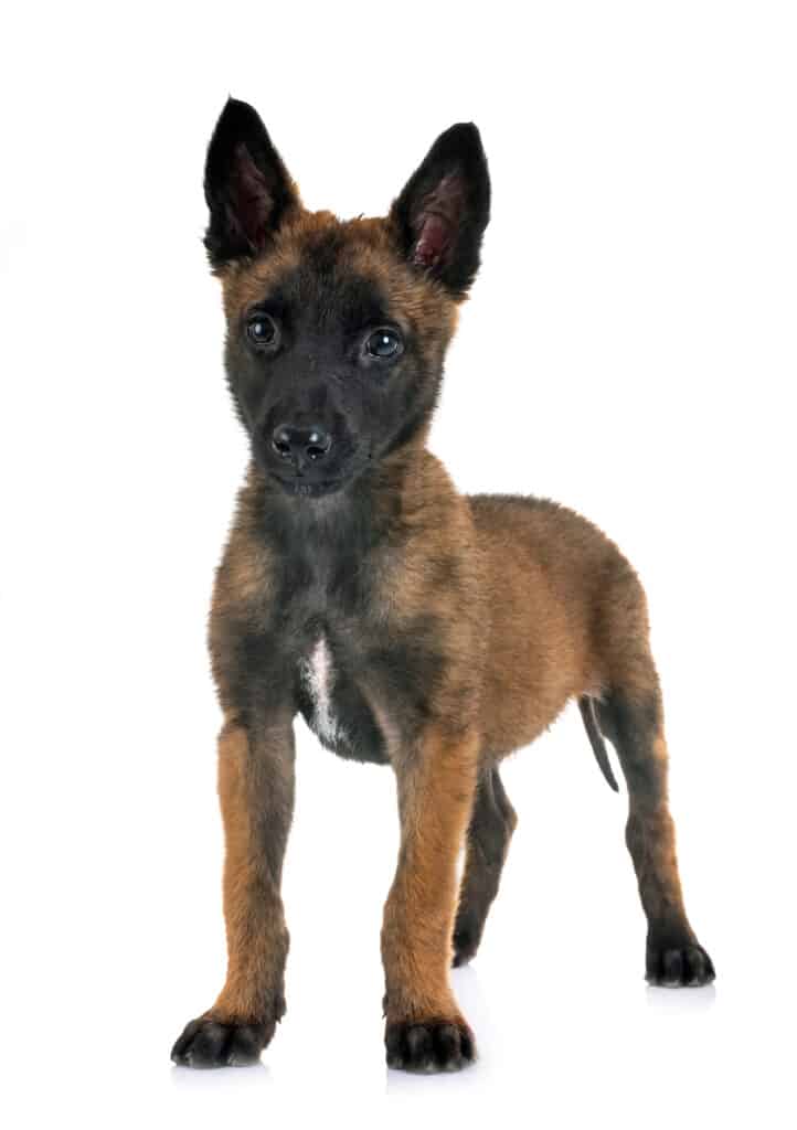 Belgian malinois puppy