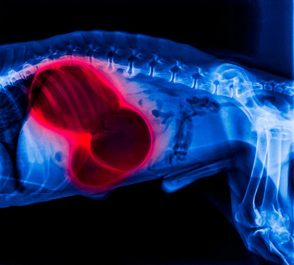 X-ray of dog lateral view red highlighting gastric dilatation volvulus (GDV)