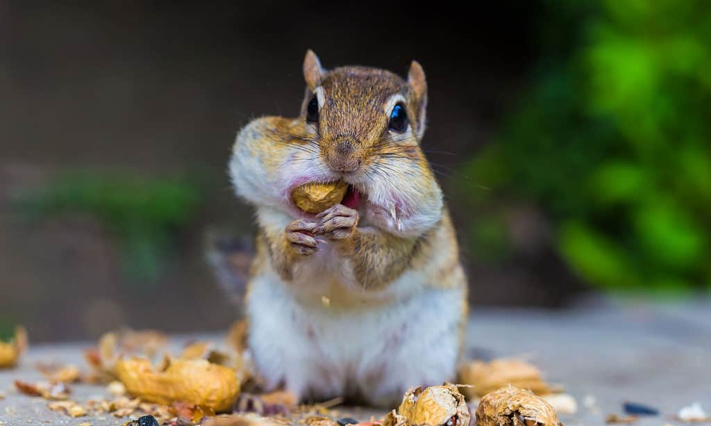 chipmunk having nuts
