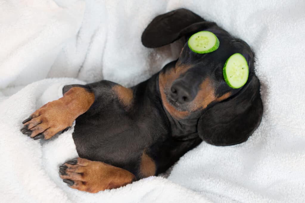 black and tan dachshund with cucumber slices covering its eyes.