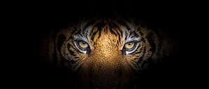 Tiger Spirit Animal Symbolism & Meaning Picture