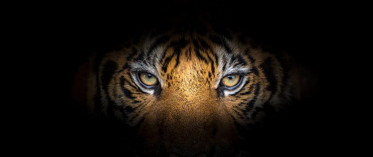 Close up photo of a tiger's eye with a black background