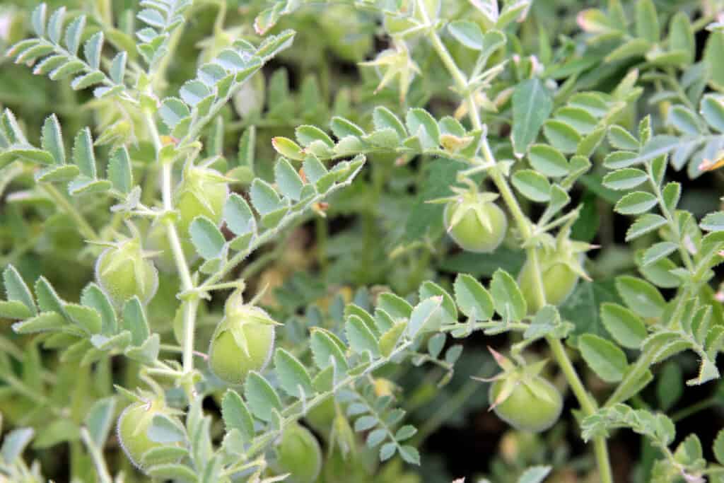 Lentil growing in a field