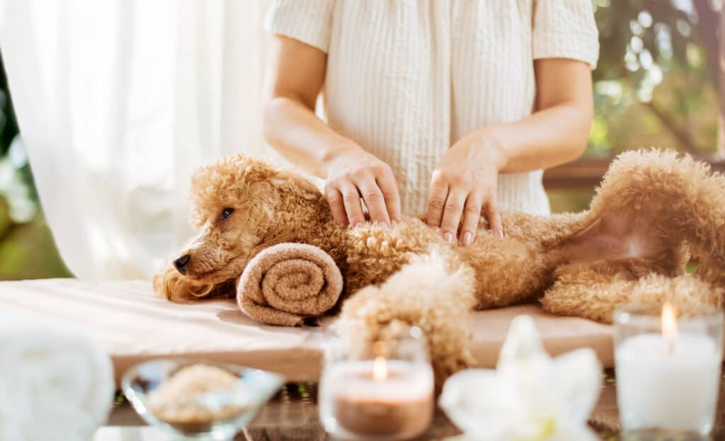 A honey colored poodle is getting a massage from a light skinned female presenting human. The human has its fingers on the dog's left side. the dog is in the center of the frame facing left. The human is only seen from the shoulders down, behind the dog.Blurry  candles line the front gof the frame. 
