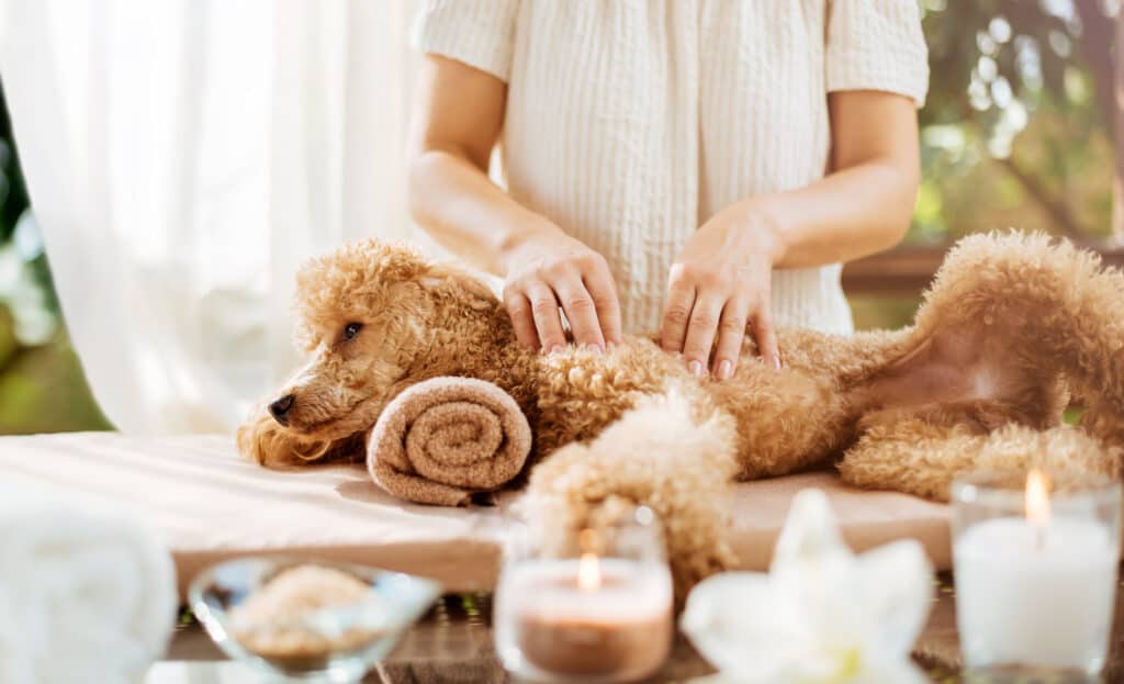 A honey colored poodle is getting a massage from a light skinned female presenting human. The human has its fingers on the dog's left side. the dog is in the center of the frame facing left. The human is only seen from the shoulders down, behind the dog.Blurry candles line the front gof the frame. 