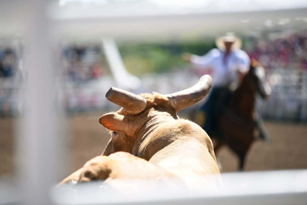 bull seen in a rodeo with approaching cowboy and horse nearby