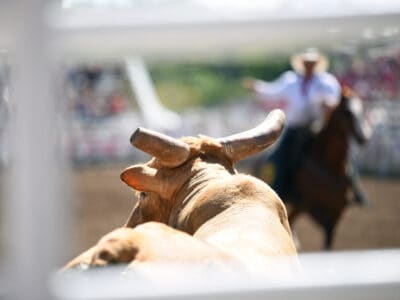 A Discover The Meanest Bull in Texas Rodeo History