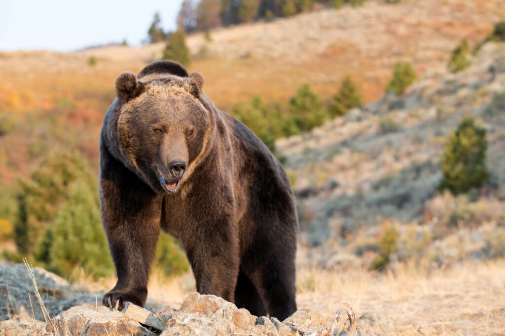 Grizzly bear on cliff