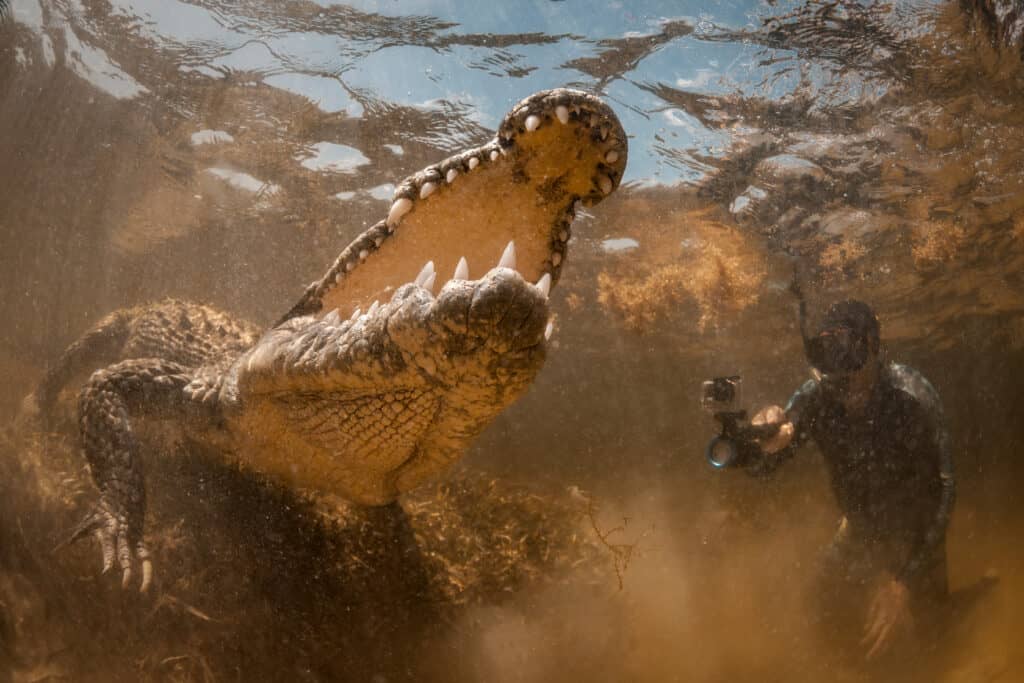 Crocodile with diver