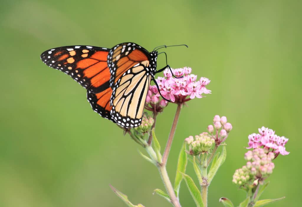 A monarch butterfly perched on flower cluster of Joe Pye weed. The flower cluster is light pink,aypo a light green to pinkish stem with lance -shaped lime green to yellow leaves against an out of focus green background.