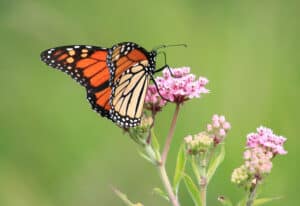 What Do Monarch Butterflies Eat? Picture