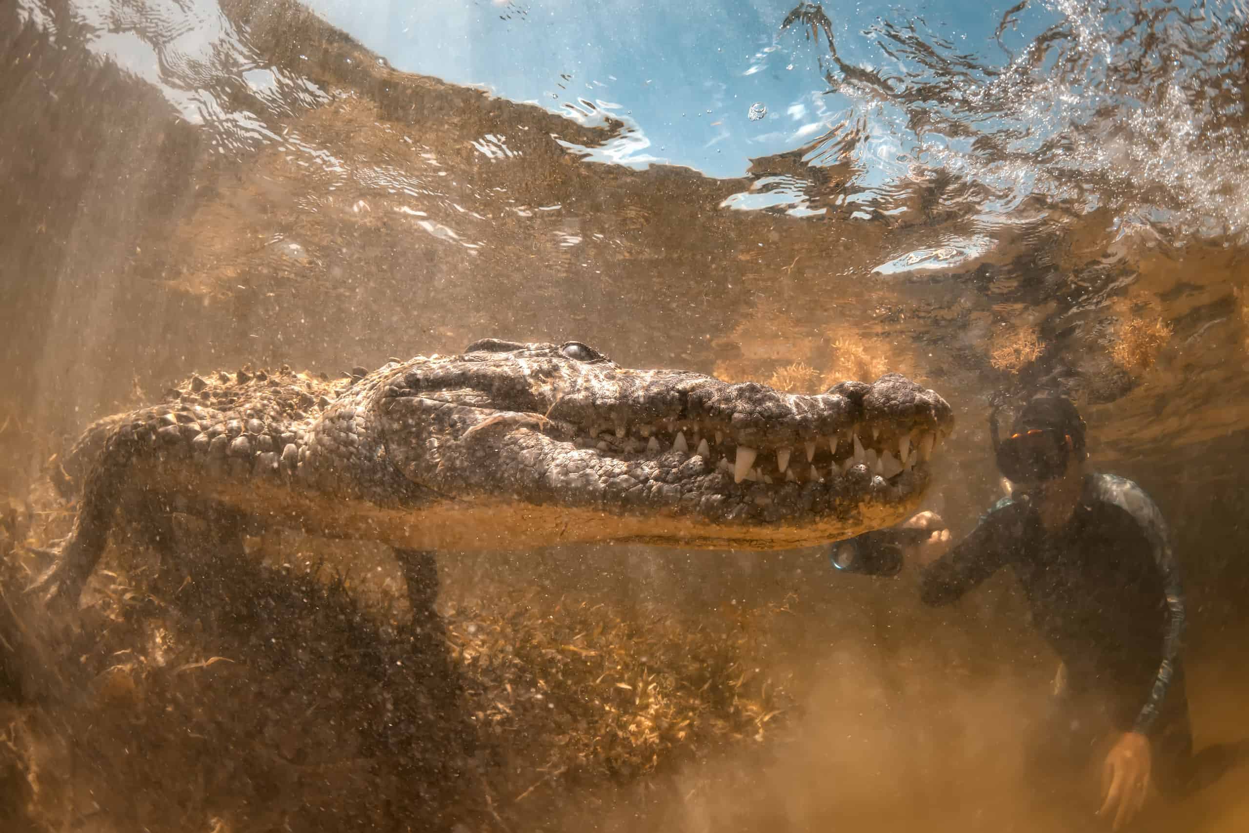Crocodile underwater opens mouth