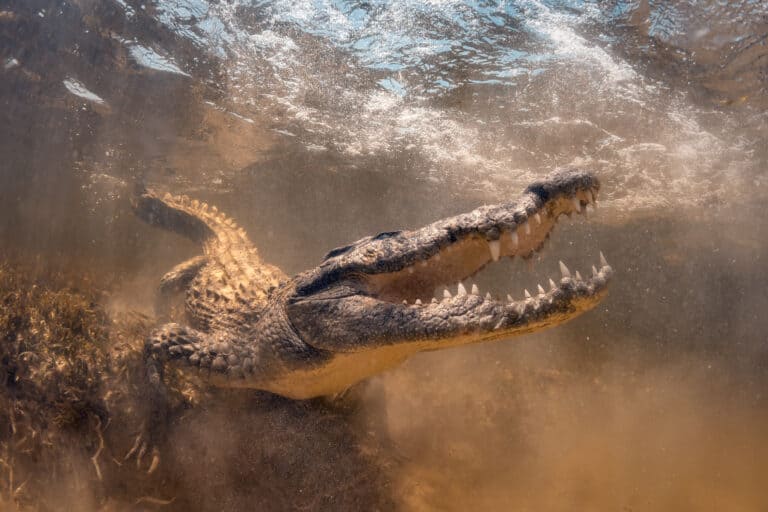 Crocodile in salt water