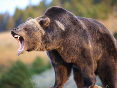 A Epic Battles: Yellowstone Bears vs. Kodiak Bear