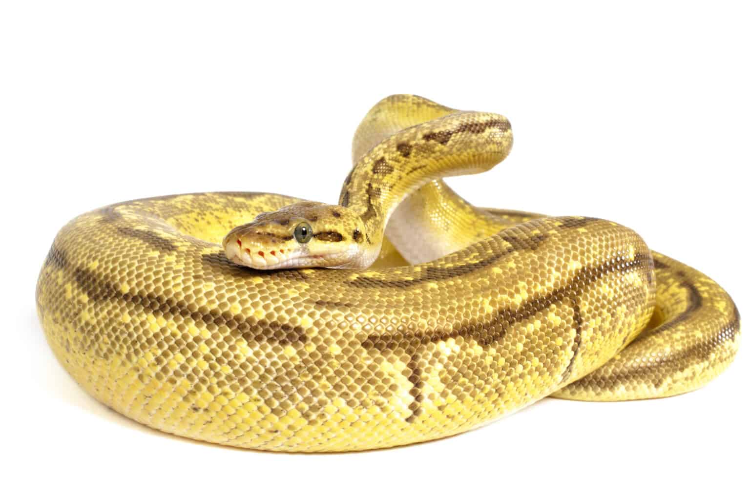 Lemon Blast Ball Python Animal Facts - Python regius - A-Z Animals