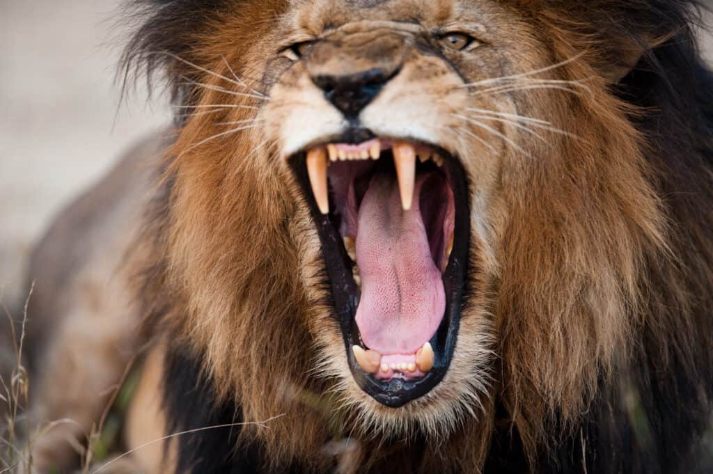 The Majestic Roar of Lions and What It Tells Us - Lions Tigers and Bears