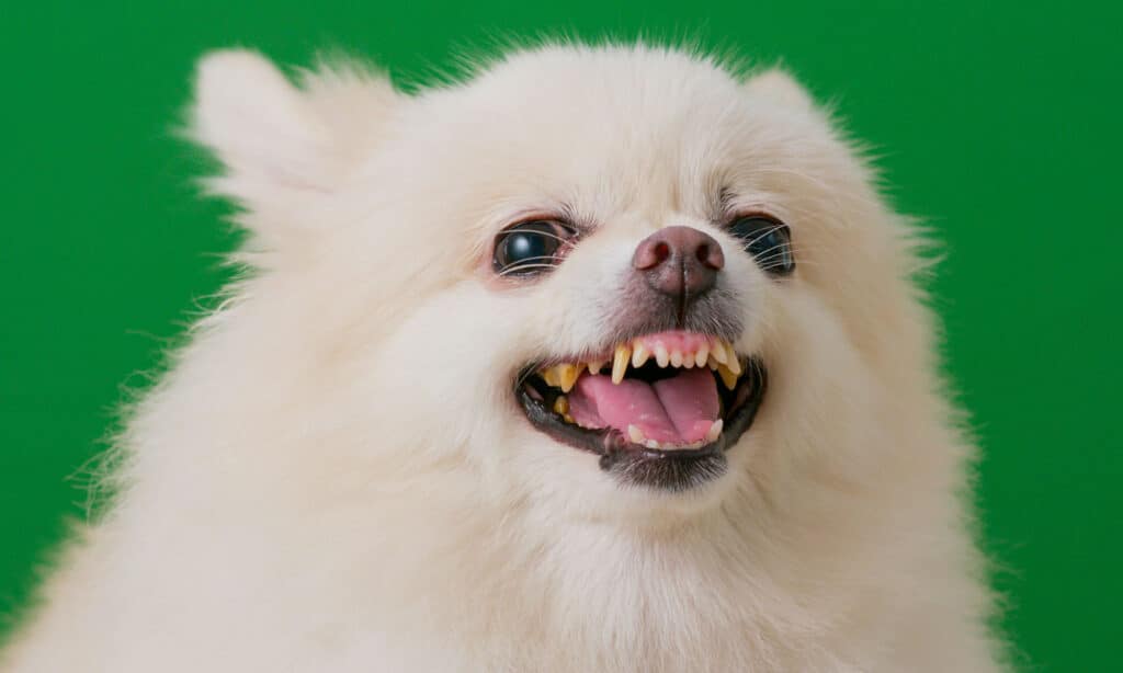 Pomeranian Teeth: Everything You Need To Know