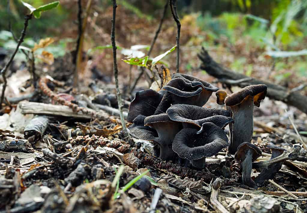 Black Trumpet Mushrooms A Complete Guide