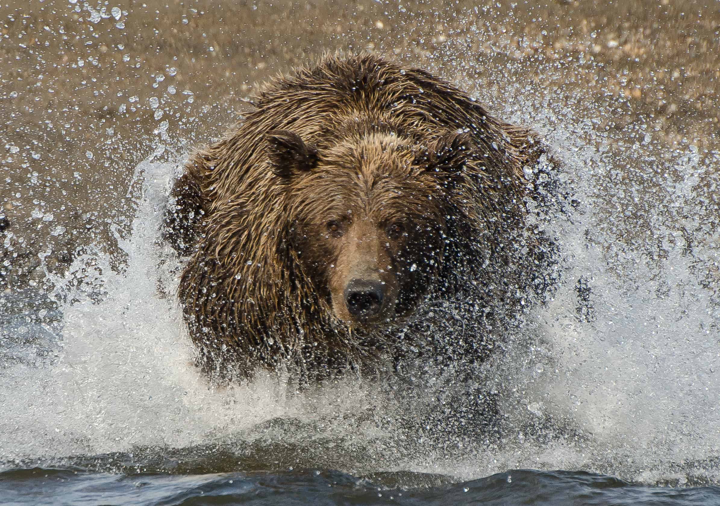 Brown bear in water