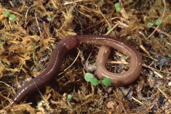 The Earthworm Nightcrawler (Lumbricus Terrestris).