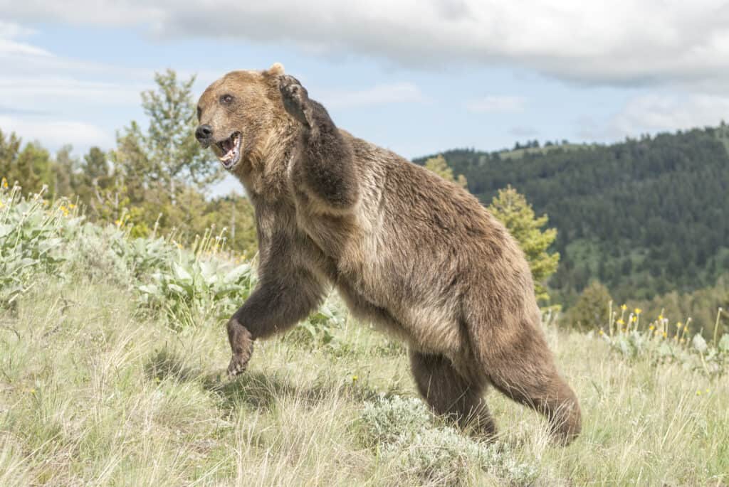 Grizzly Bear Jumping