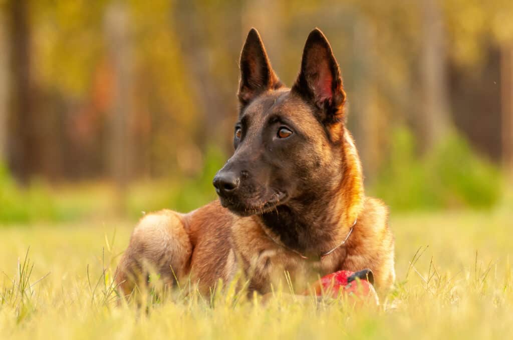 A Belgian Malinois stare in the camera, looking alert and intense.