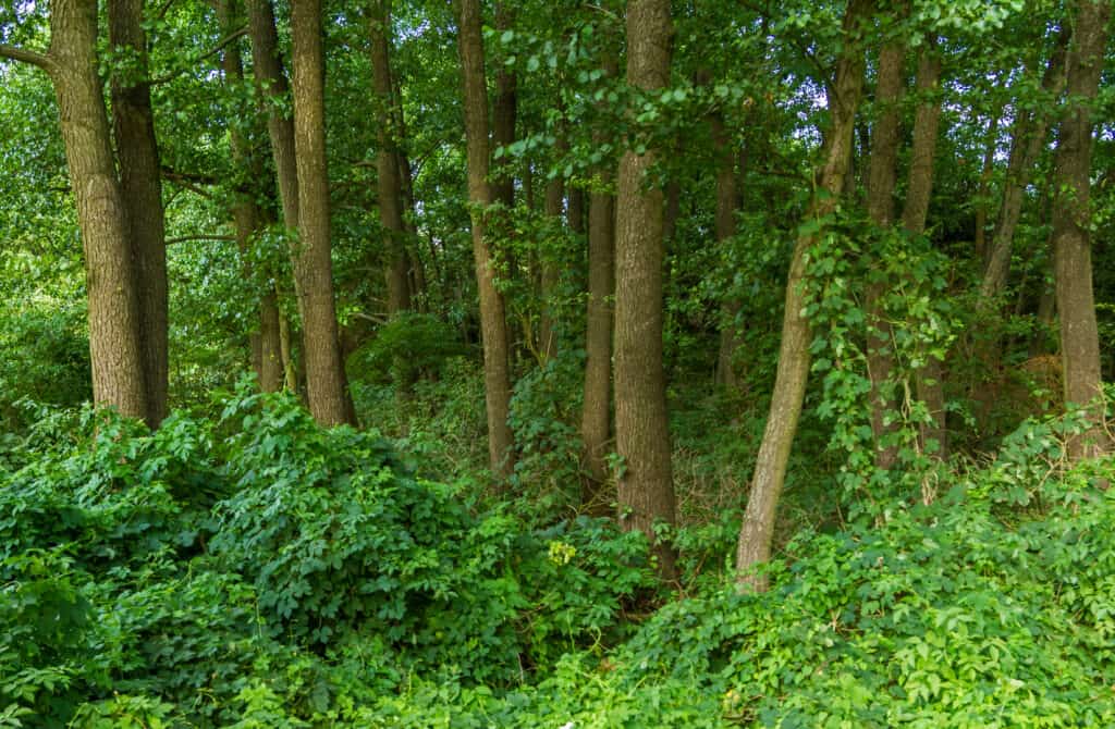 Alder (Alnus glutinosa) forest