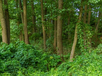 A Basswood vs Alder Wood: What’s the Difference?