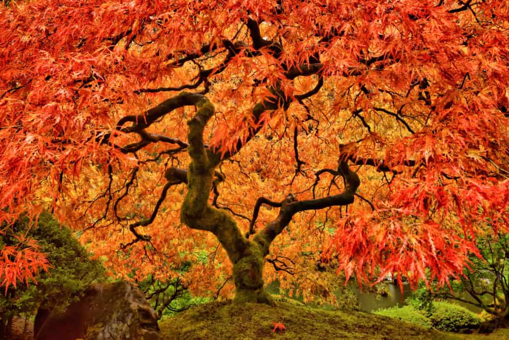 ต้นเมเปิลญี่ปุ่นในฤดูใบไม้ร่วงอันรุ่งโรจน์