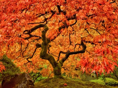 A 8 Unfortunate Reasons Your Japanese Maple Tree Looks So Sickly