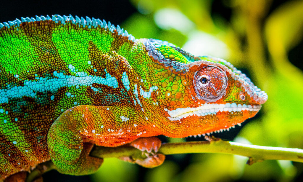 Green Chameleon on Four Legs - Exotic Reptile Image