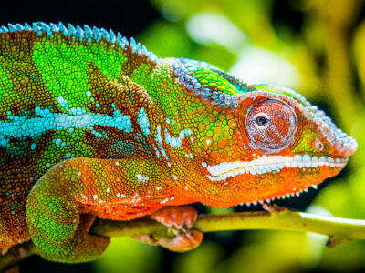 A Chameleon Teeth: Everything You Need To Know