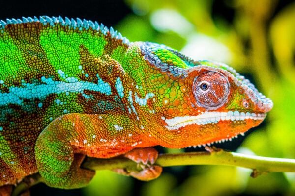 Beautiful colored chameleon.