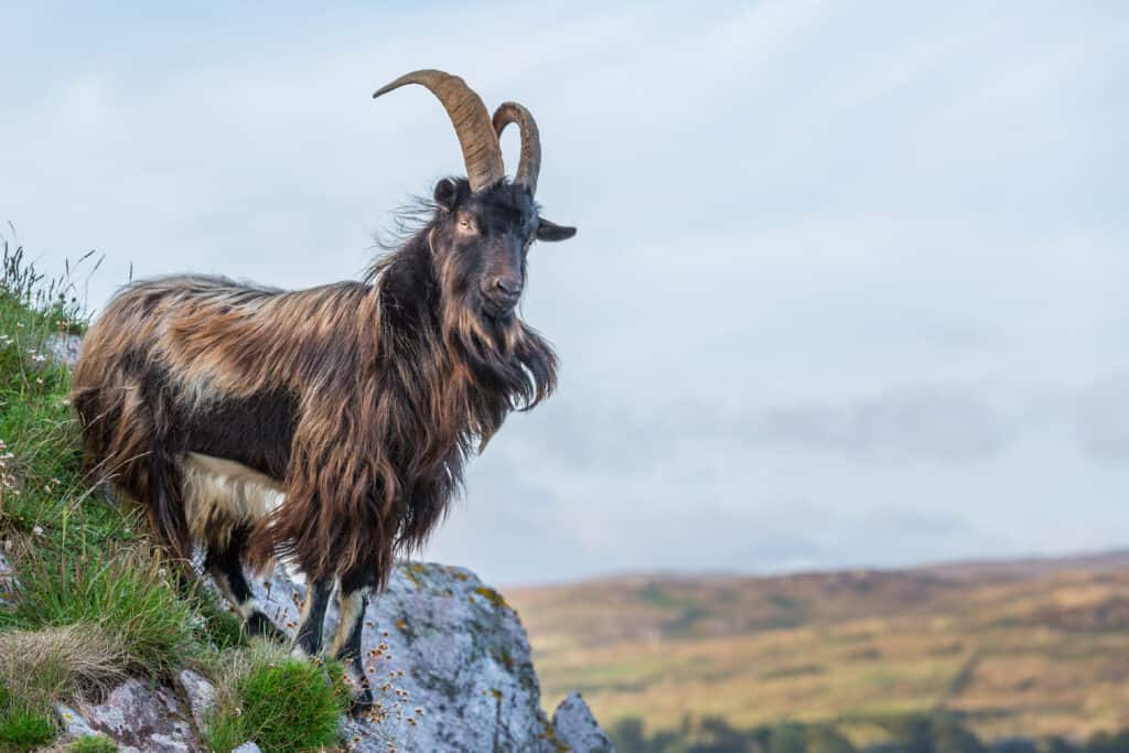 Long Horned Goat