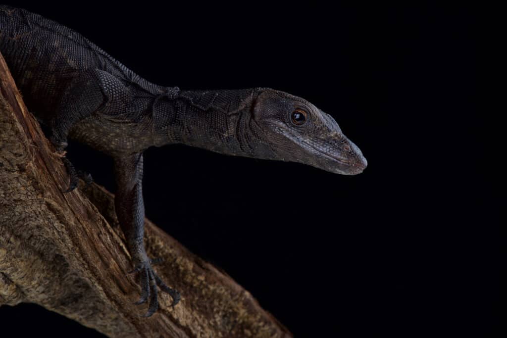 Black dragon water monitor lizard