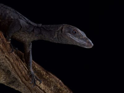A Black Dragon Lizard