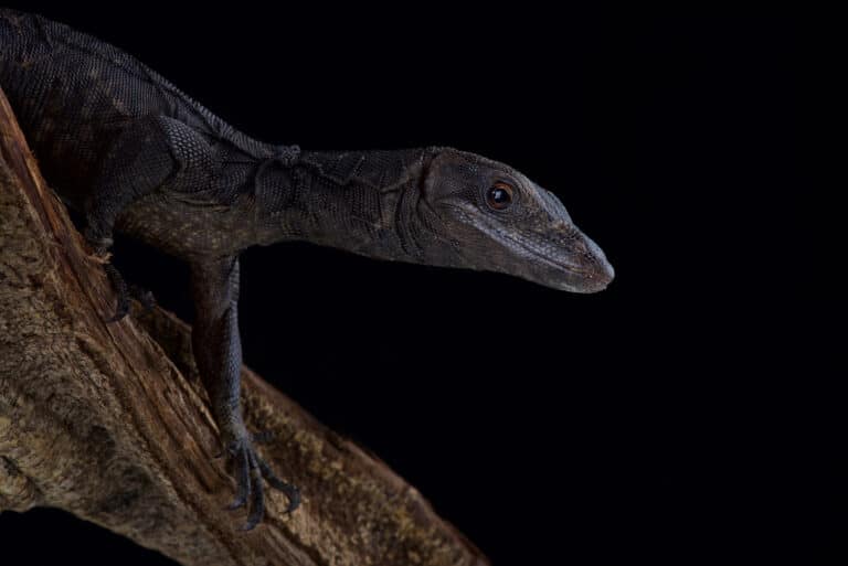 Black Dragon Lizard