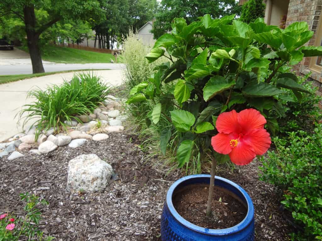 Potted hibiscus plant blooming