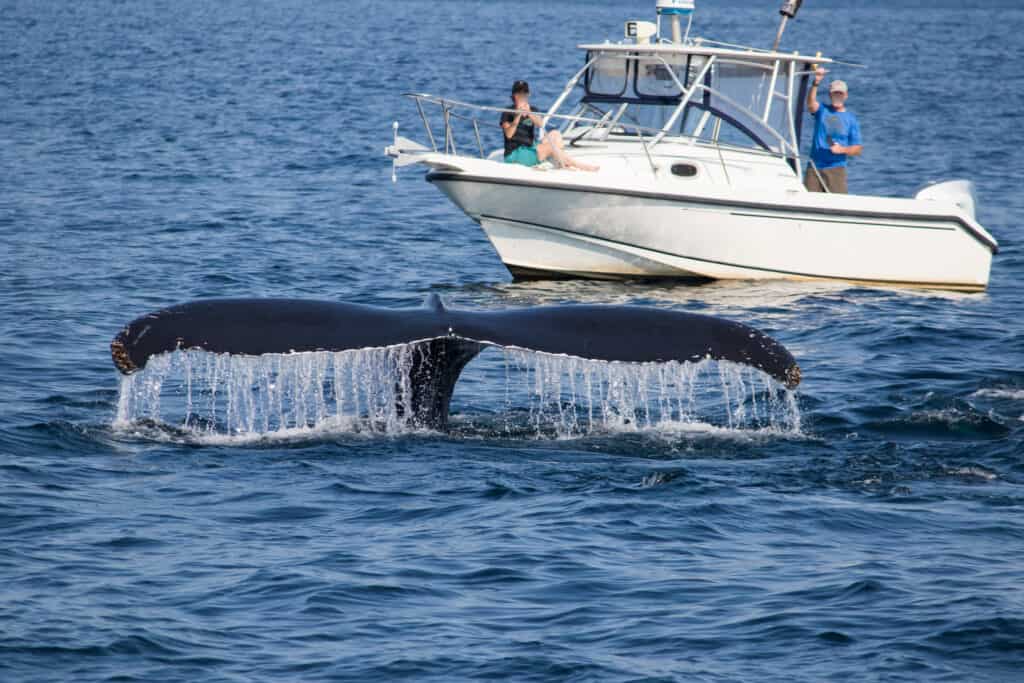 Whale tail by boat