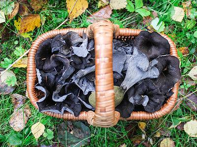 A 9 Wild Mushrooms Found in Fall