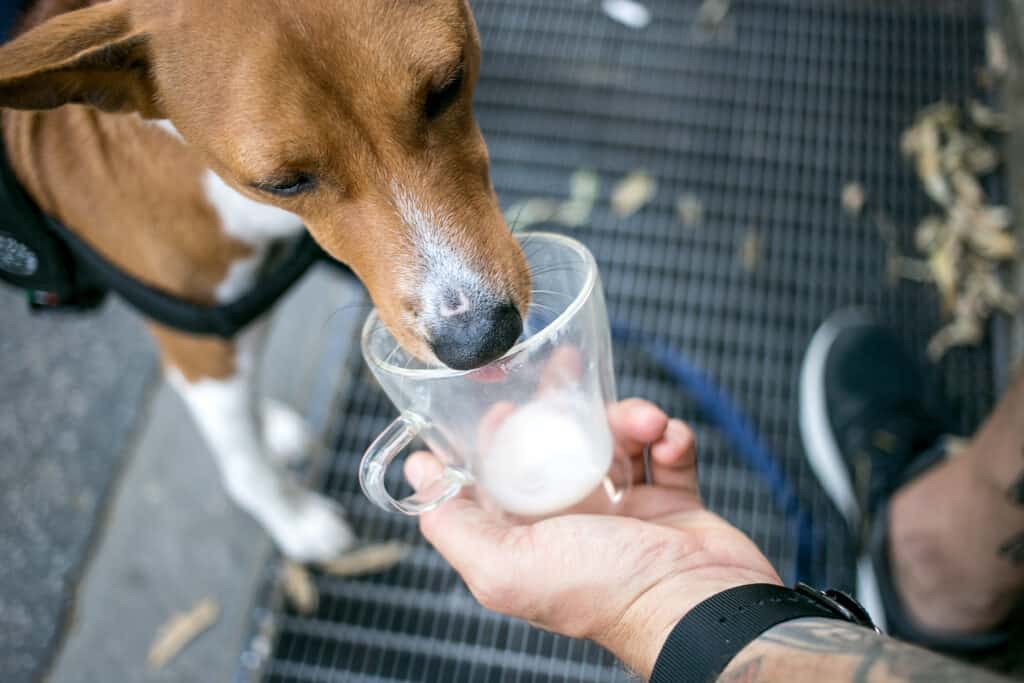 สุนัขดื่มน้ำจากถ้วยของเจ้าของ