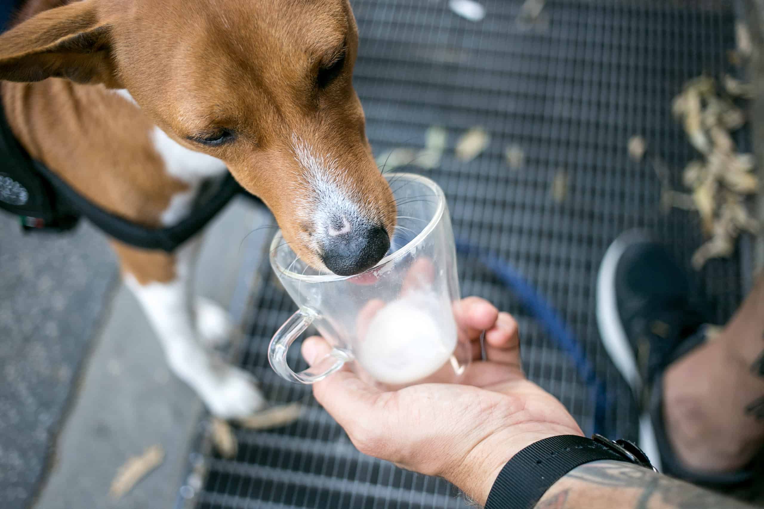 Daily drinking water for dogs