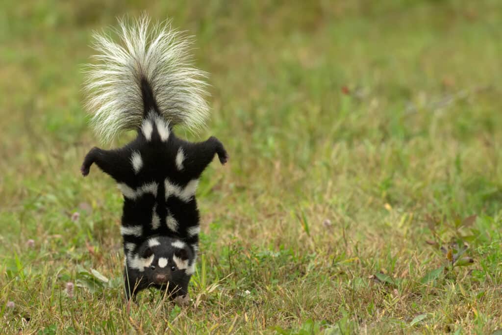 Eastern spotted skunk