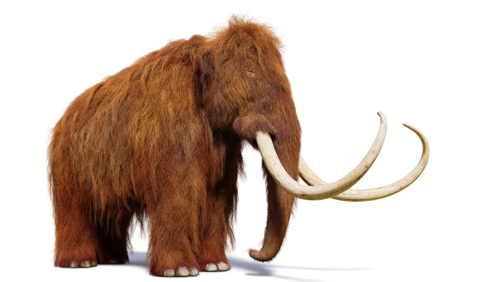 Woolly mammoth