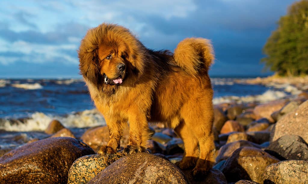 Tibetan Mastiff 