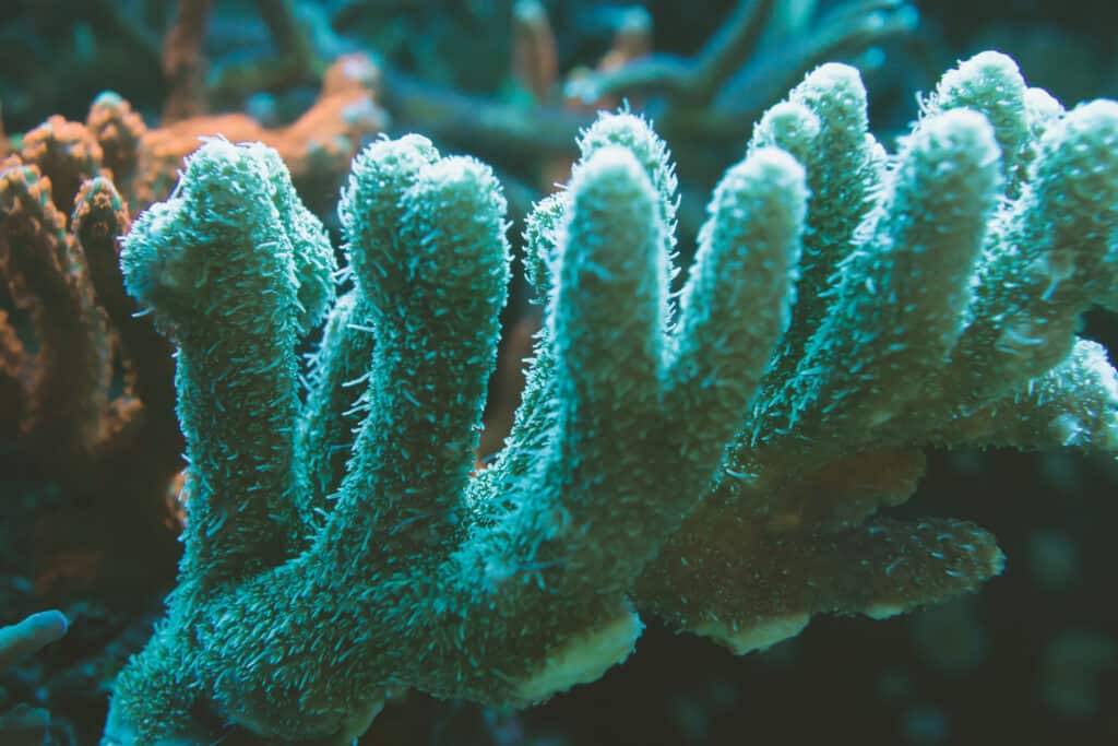 Horn Coral (Hydnophora rigida) at night